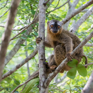 Isalo - Red-fronted brown lemur